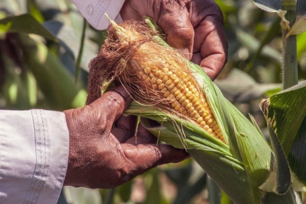 Malas noticias: ola de calor en Perú amenaza a principales cultivos como papa, maíz y arroz