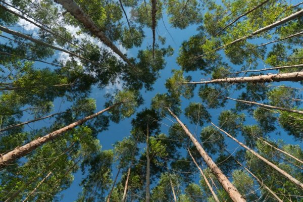 Arauco entre los 10 mayores dueños de tierras en Argentina