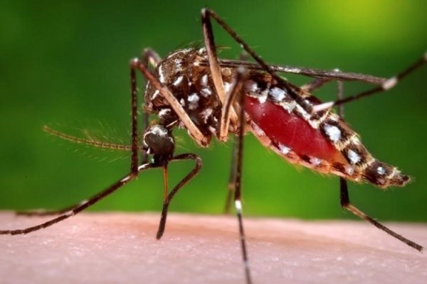 En pleno auge de la temporada turística, Rio de Janeiro declara "epidemia" por masivos contagios de dengue