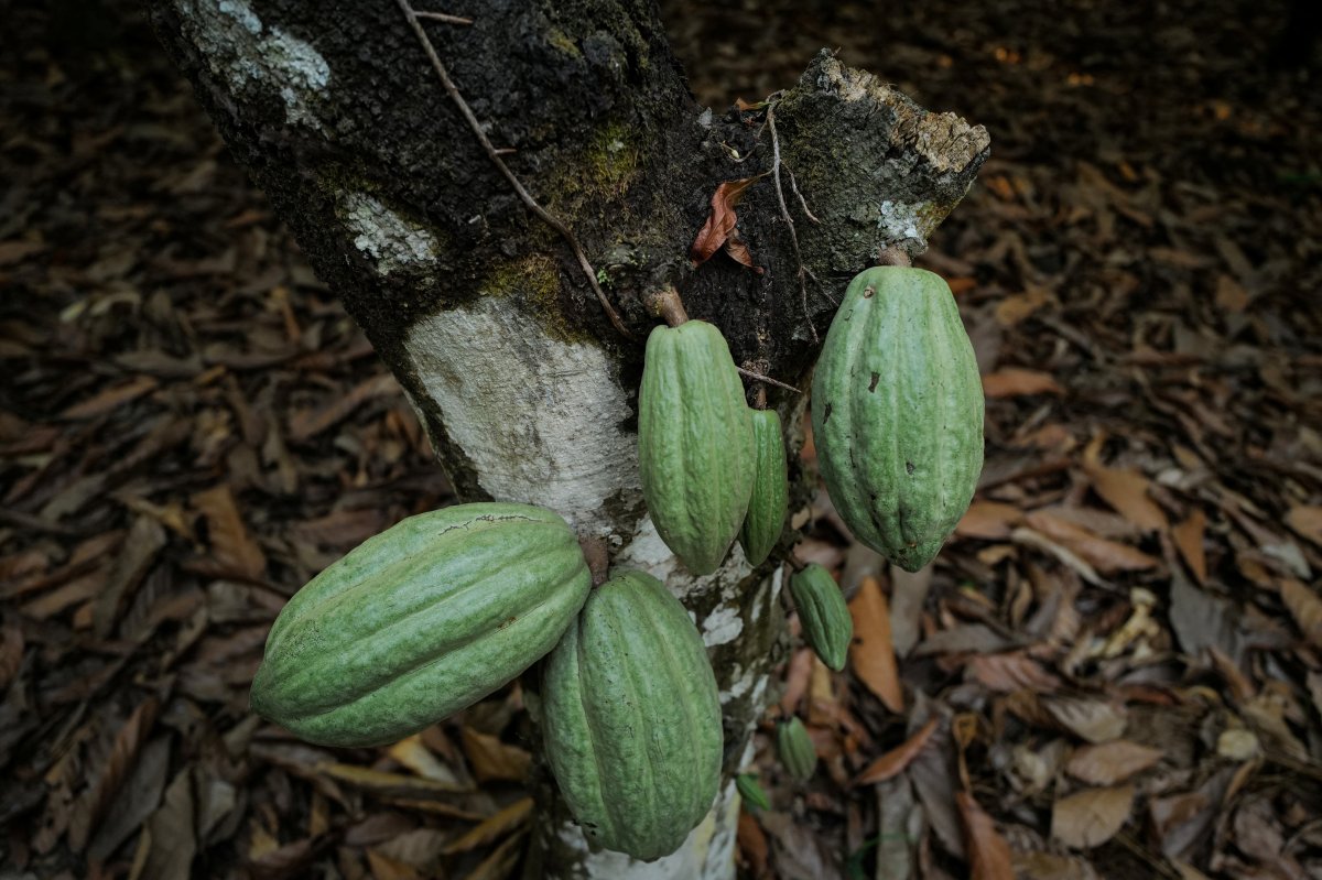 <p>Costa de Marfil aumentará en 50% su precio oficial del cacao tras histórico ascenso en los precios del commodity</p>