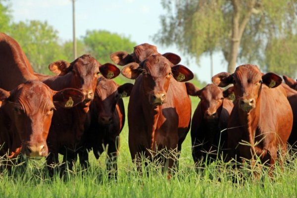 Paraguaya Frigochaco apuesta por Chile para su carne premium, mientras busca partners en Colombia, Perú y Brasil