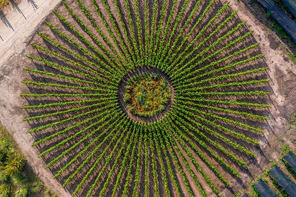 Viña Solar, piloto del Centro de Investigación e Innovación de Concha y Toro y Viña Don Melchor.