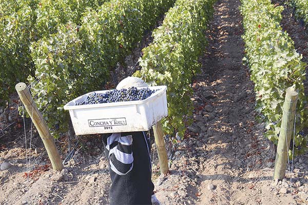 Viña Concha y Toro participa como asociada en el proyecto.