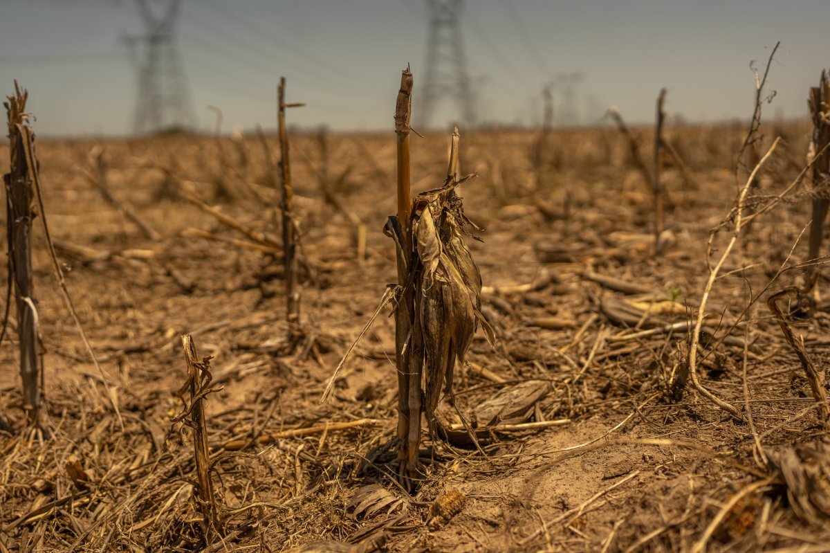 <p>Megasequías se extienden a causa del cambio climático y traen fuertes implicancias globales</p>