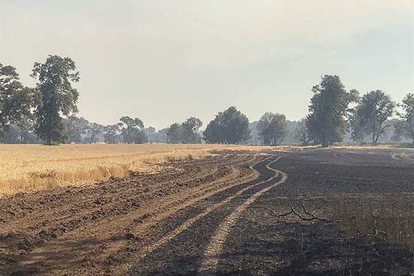 <p>Agricultores afectados por incendios cuentan desde la zona cero el antes y el después de las llamas</p>