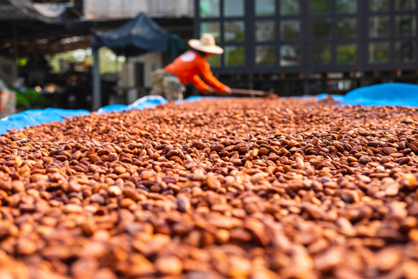 <p>Organización Internacional del Cacao: superávit moderado aliviará la escasez global récord</p>