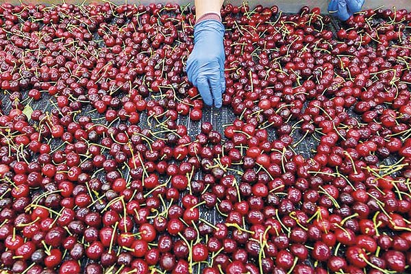 <p>Unos 1.350 contenedores de cerezas se perdieron.</p>