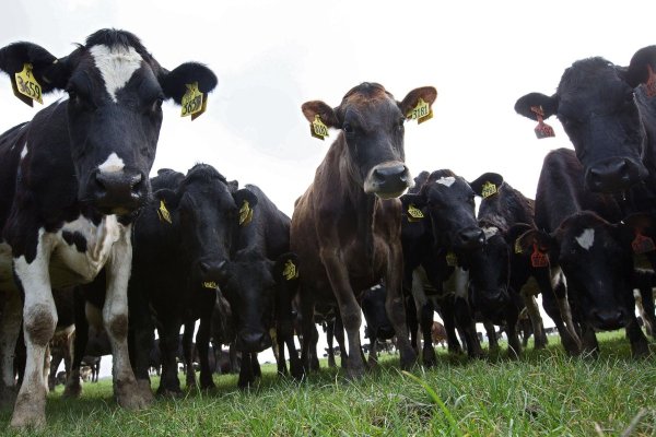 Un avance accidental en una granja de Nueva Zelanda logra reducir en 90% las emisiones de gases del ganado bovino
