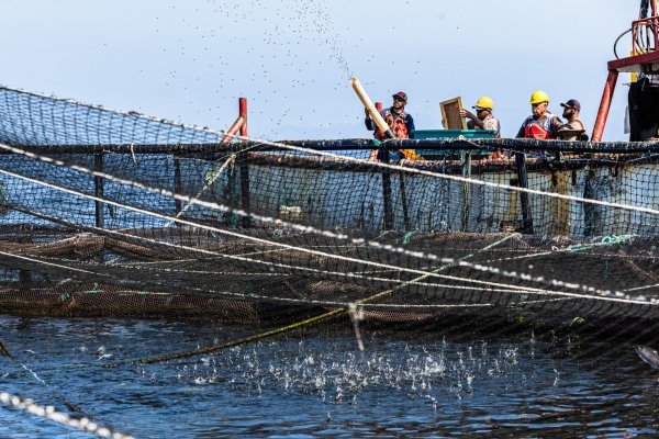 El desconocido proyecto acuícola de un grupo de inversionistas chilenos en Baja California