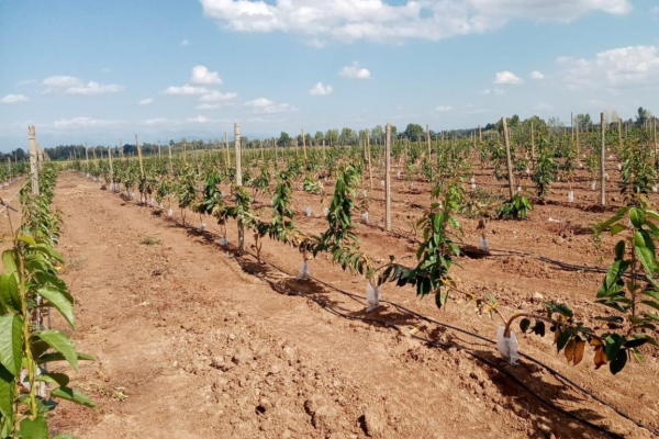 Fondo de Sembrador y LarrainVial negocia venta de campo a sociedad relacionada con la familia González Folatre